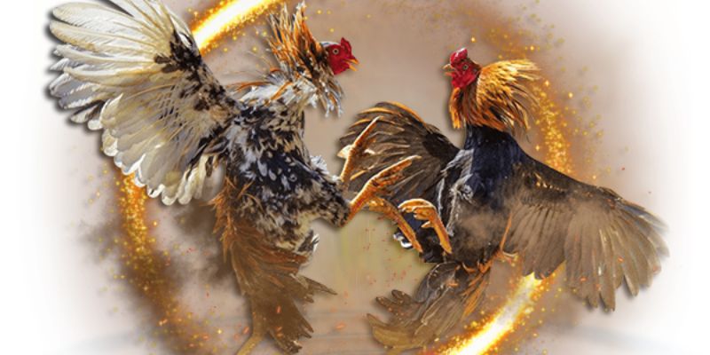 Tại sao việc lựa vảy gà chọi lại quan trọng