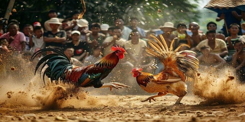 Các màu sắc phổ biến của chiến kê phải kể đến như: