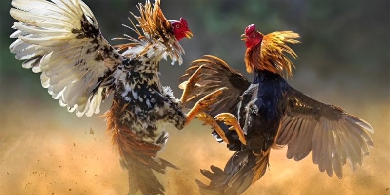 Chi tiết các cửa cược đá gà Thomo đang được áp dụng