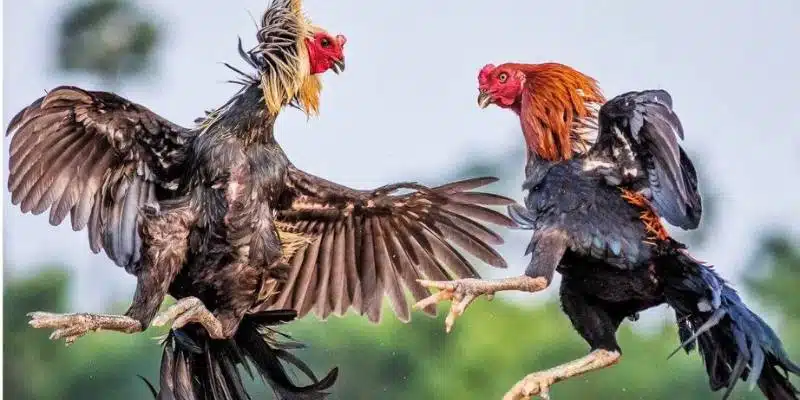 Tại sao màu lông gà nòi lại quan trọng