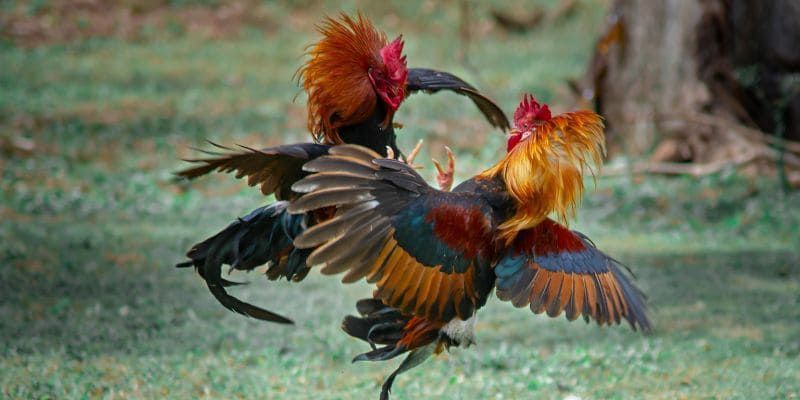 Đối với giống gà xám có các đặc điểm như:
