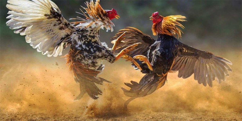 Thân gà chứa đựng những vị trí tử điểm của gà nòi